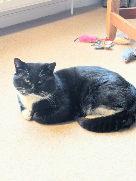 Black and white cats. (pics please!)