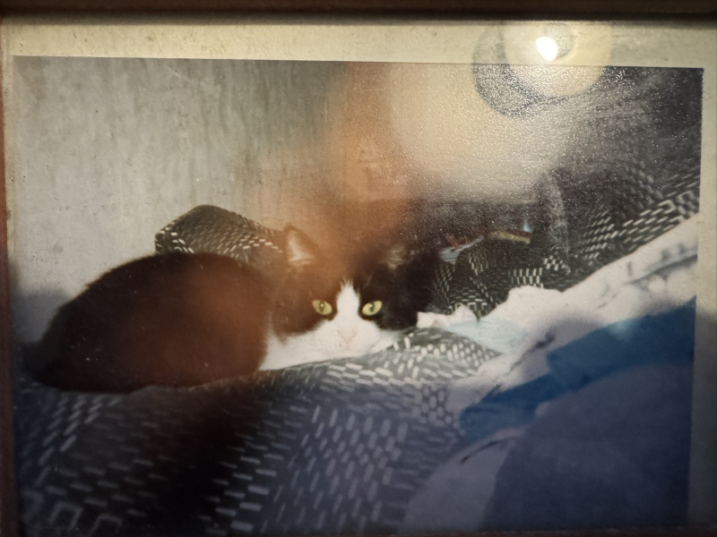 Black and white cats. (pics please!)