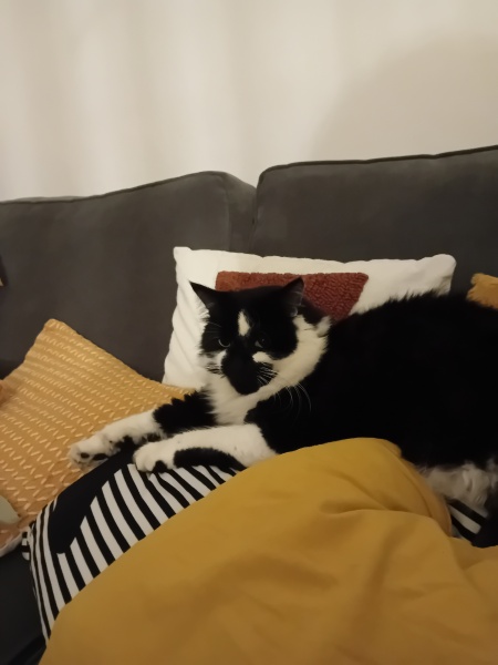 Any cat lovers know what breed of cat this might be or mix?
