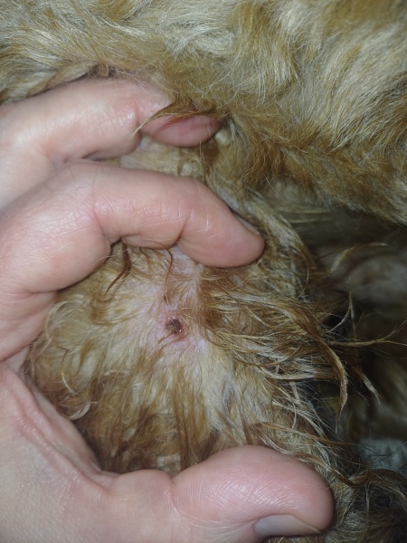 found little puncture wound on dog