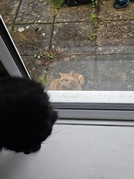 Ring Out, Wild Bells! As 2025 approaches, the Excellent Cats raise their game with a discussion on Tennyson's poetry