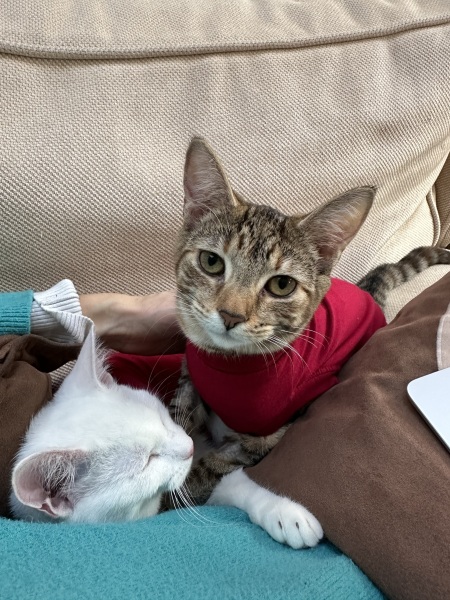 Ring Out, Wild Bells! As 2025 approaches, the Excellent Cats raise their game with a discussion on Tennyson's poetry