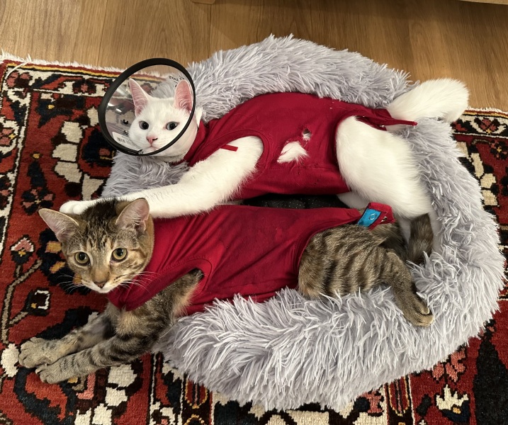 Ring Out, Wild Bells! As 2025 approaches, the Excellent Cats raise their game with a discussion on Tennyson's poetry