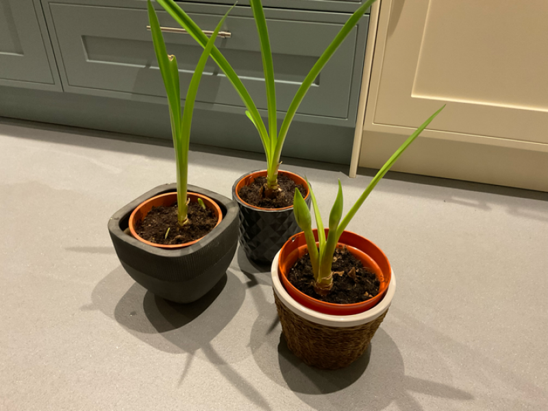 Why isn't my Amaryllis flowering
