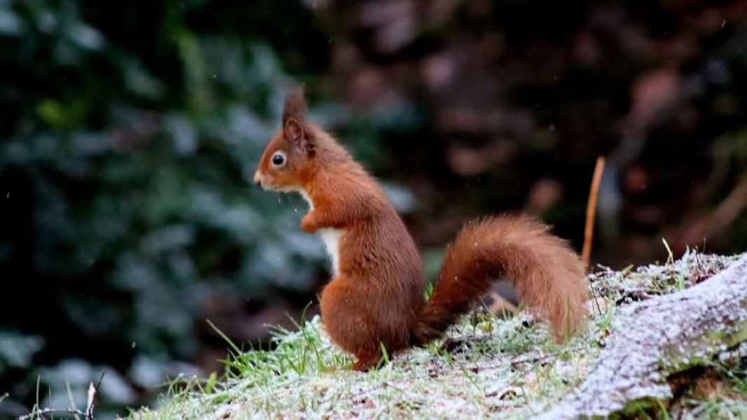 Ladies and Ladies: The Bluestocking is open: again