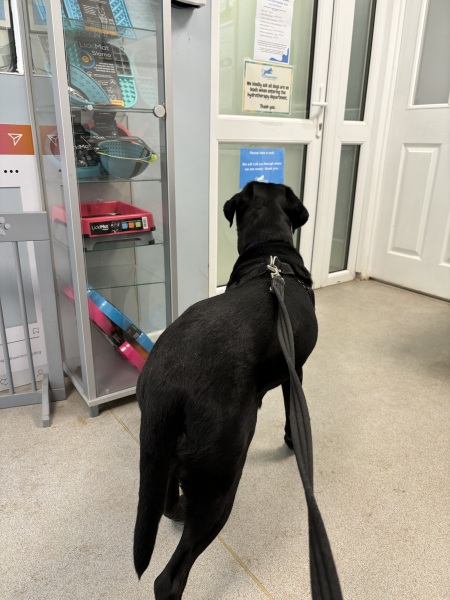Hand hold please. Beloved Labrador hit by car and losing her leg
