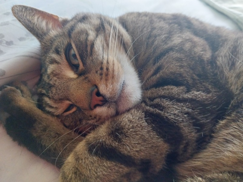 Thread 16 Starmer - Mad World