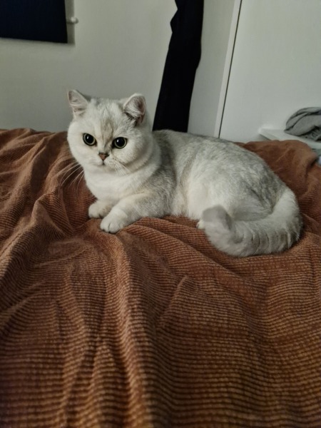 Which breed indoor cat please?