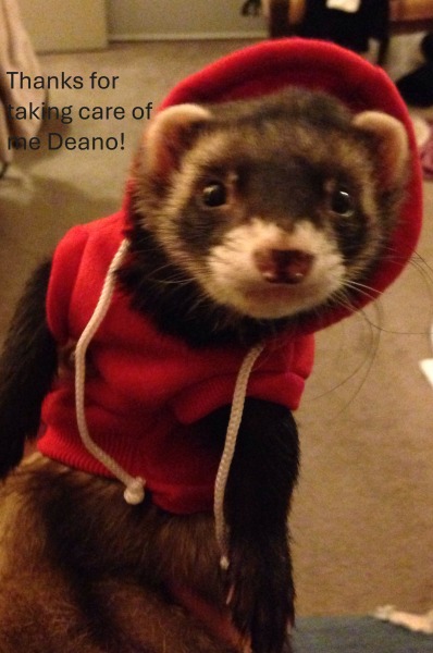 The Bluestocking: where conversation should supersede cards