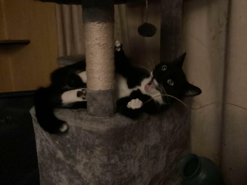 Black and white cats. (pics please!)