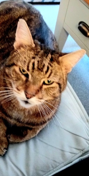 Lap dances, strippers and punch-ups - the Excellent Cats arrange a stag party