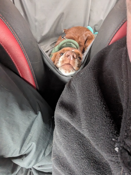 Adolescent Dog Survival Thread - get teenage licks right through the night!