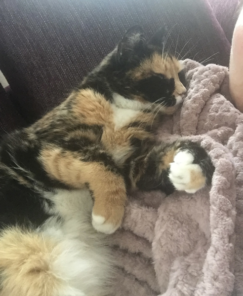Anyone got a tortie?