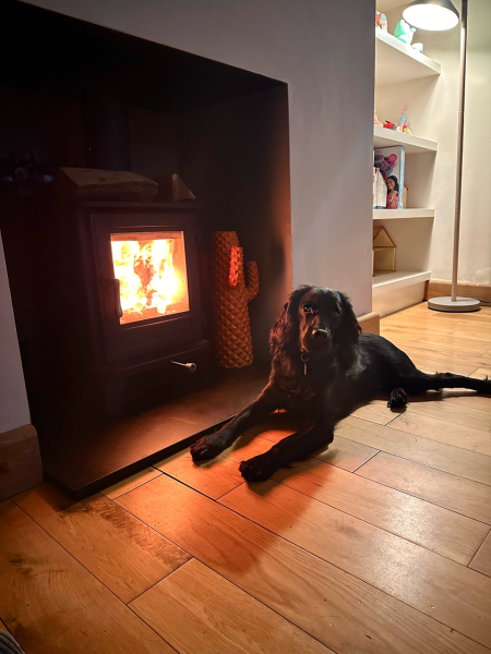 Adolescent Dog Survival Thread - Bark the Herald, furry angels sing!