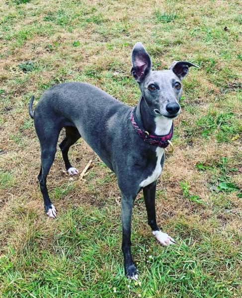 Can we talk about Italian greyhounds?