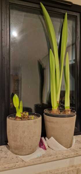 Why isn't my Amaryllis flowering