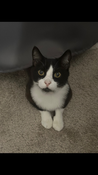 Black and white cats. (pics please!)