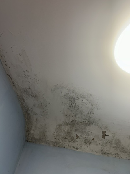 Is living with this mould dangerous?