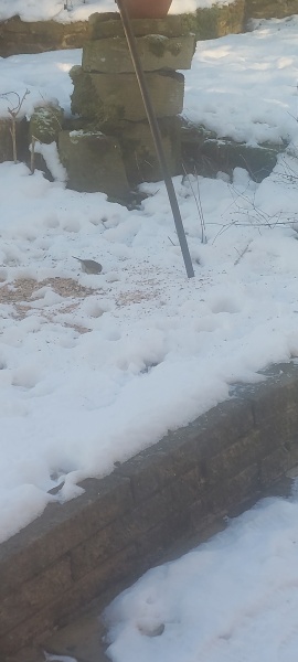 Is everyone putting food out for the birds?
