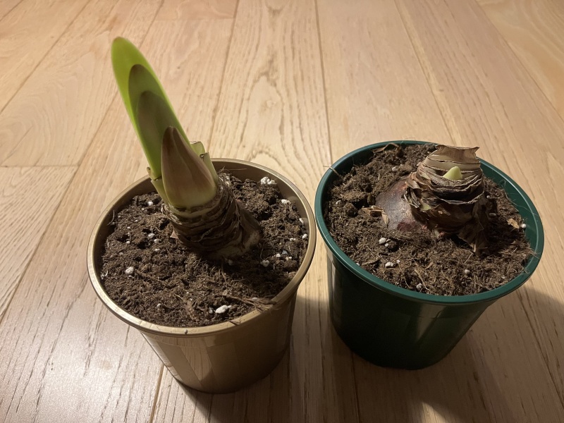 Why isn't my Amaryllis flowering