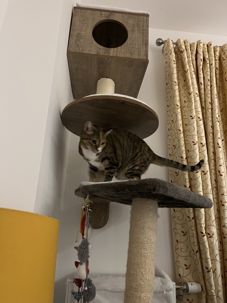Adopted a cat!