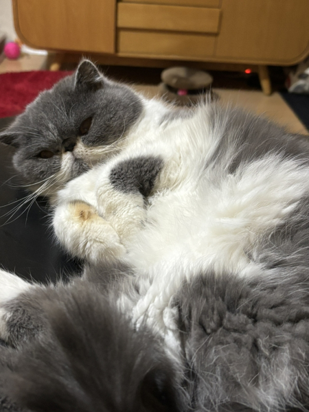 To ask me to show me your cat