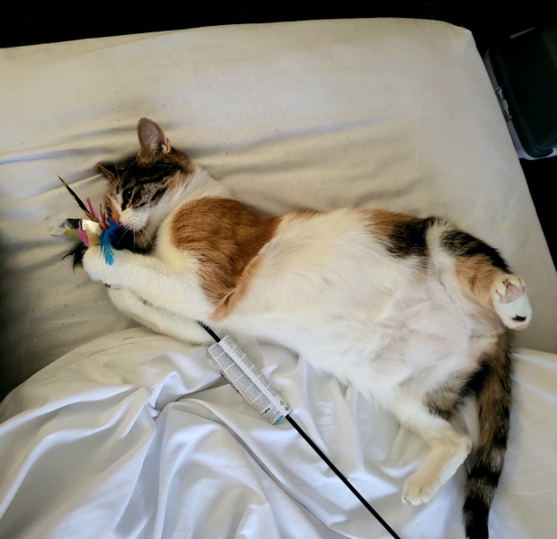 Ring Out, Wild Bells! As 2025 approaches, the Excellent Cats raise their game with a discussion on Tennyson's poetry