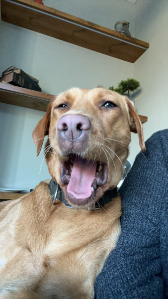 To think some dogs can actually pick human language?