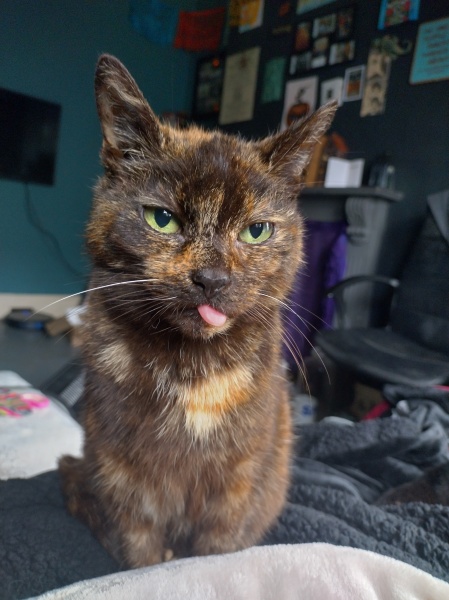 Ring Out, Wild Bells! As 2025 approaches, the Excellent Cats raise their game with a discussion on Tennyson's poetry