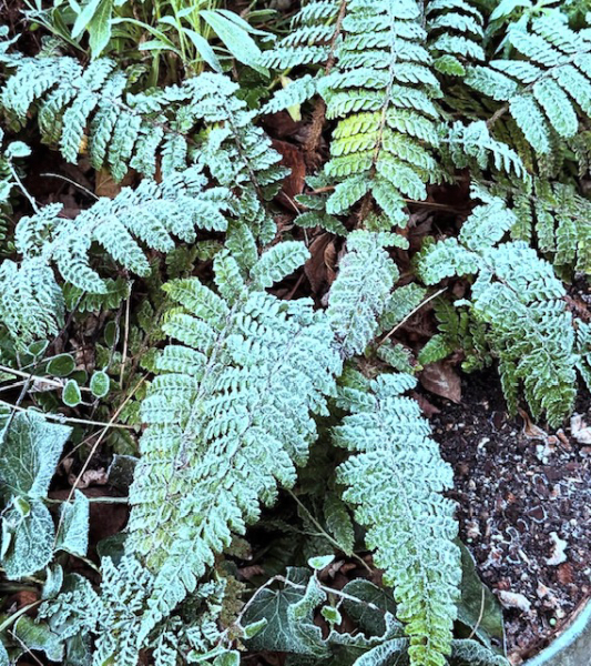 The Nigel Slater Christmas Chronicles Readalong 2024 Part 3