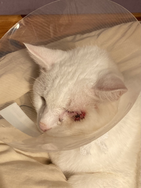 Alternative to buster collar
