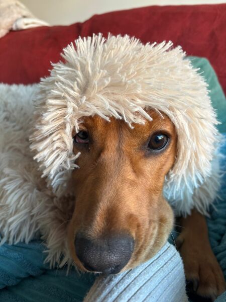 Adolescent Dog Survival Thread - Bark the Herald, furry angels sing!