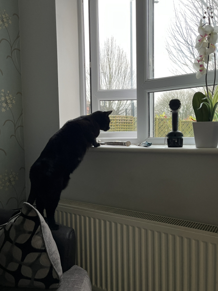 Ring Out, Wild Bells! As 2025 approaches, the Excellent Cats raise their game with a discussion on Tennyson's poetry