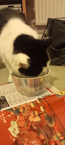 Ring Out, Wild Bells! As 2025 approaches, the Excellent Cats raise their game with a discussion on Tennyson's poetry