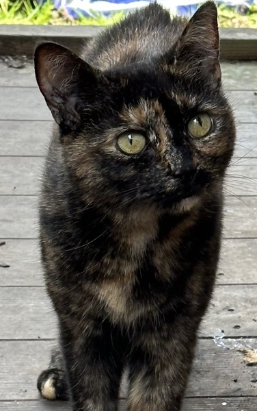 Anyone got a tortie?