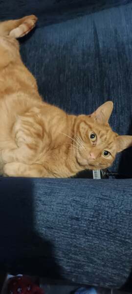 Advice re new kitten