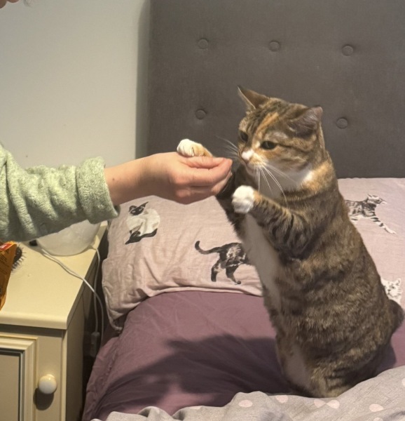 Ring Out, Wild Bells! As 2025 approaches, the Excellent Cats raise their game with a discussion on Tennyson's poetry