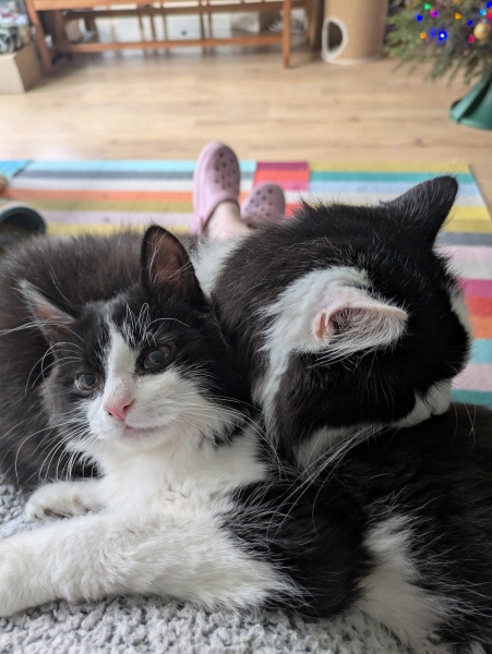 Black and white cats. (pics please!)