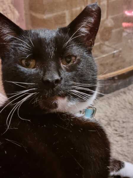 Black and white cats. (pics please!)