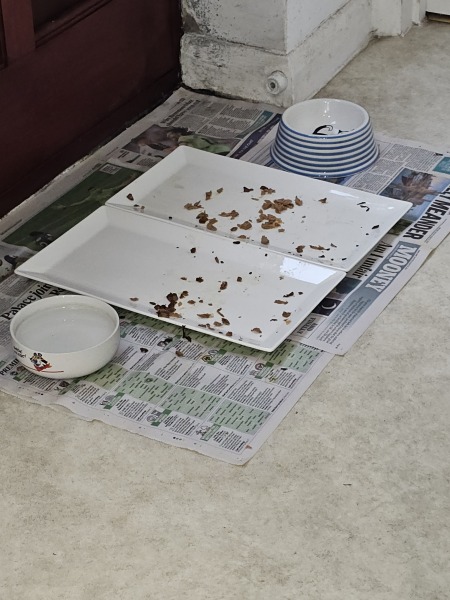 Why am I lining the litter tray with newspaper?
