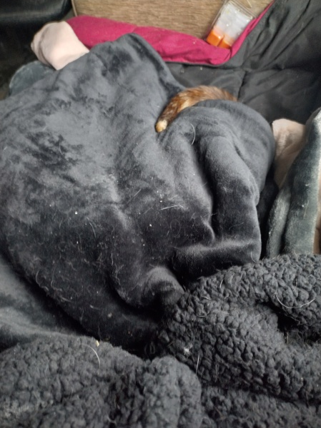 Ring Out, Wild Bells! As 2025 approaches, the Excellent Cats raise their game with a discussion on Tennyson's poetry