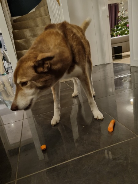 My dog has disgraced herself this morning.
