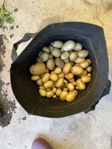 The Vegetable Patch 2024/2025