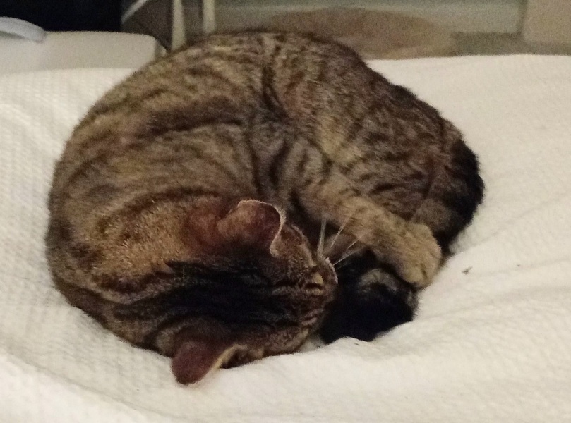 Ring Out, Wild Bells! As 2025 approaches, the Excellent Cats raise their game with a discussion on Tennyson's poetry