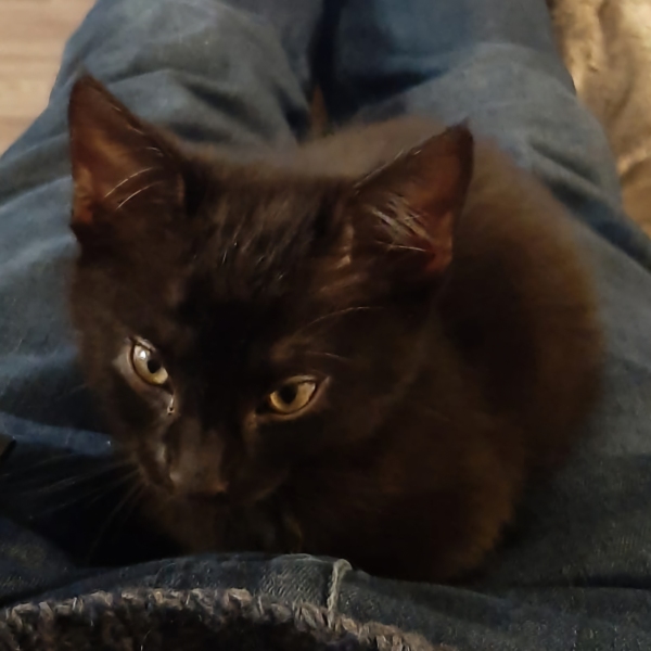 How to stop kitten play biting and scratching