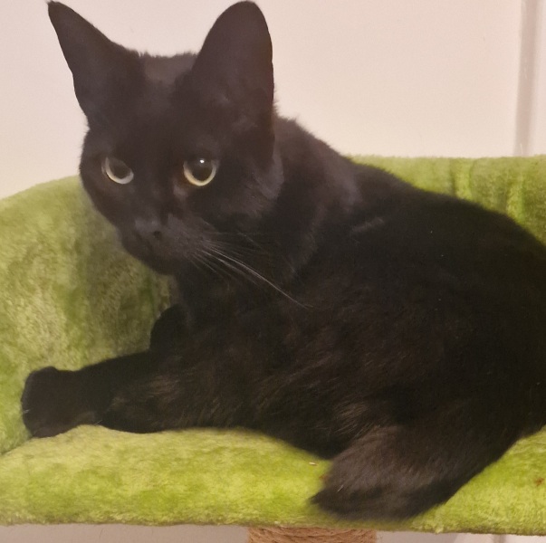 Ring Out, Wild Bells! As 2025 approaches, the Excellent Cats raise their game with a discussion on Tennyson's poetry