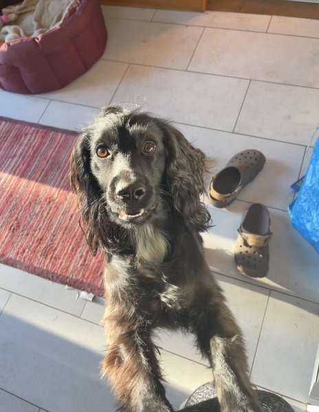 Adolescent Dog Survival Thread - Bark the Herald, furry angels sing!