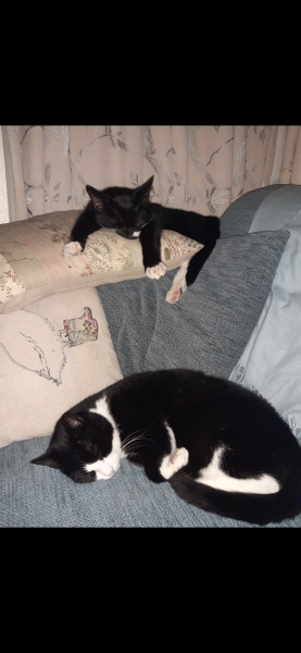 Black and white cats. (pics please!)
