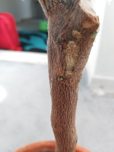 What's going on with my lemon tree??