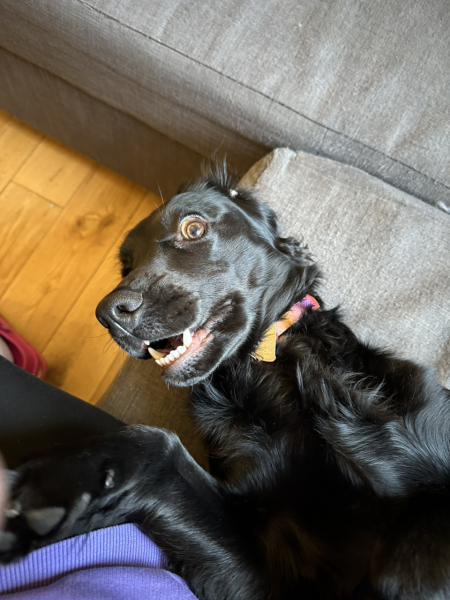 Adolescent Dog Survival Thread - get teenage licks right through the night!